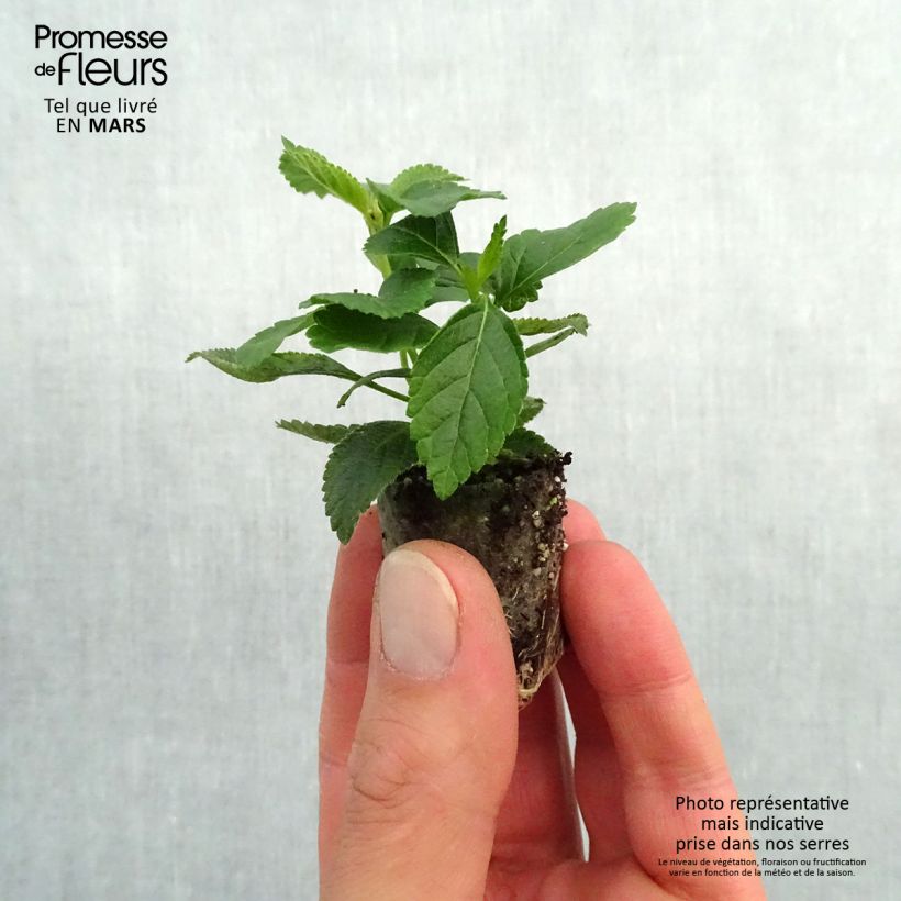 Exemplaar van Lantana camara Evita Yellow - Wandelaar Mini-mot Ø 3/4 cm zoals geleverd in de lente