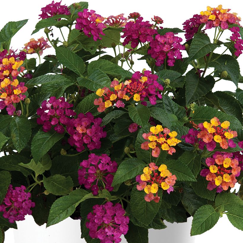 Lantana camara Gem Diva Pink - Wandelaar (Bloei)
