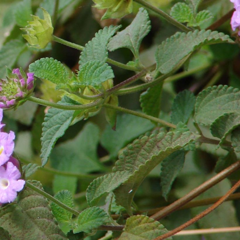 Lantana montevidensis Mauve - Kruipende wisselbloem (Blad)