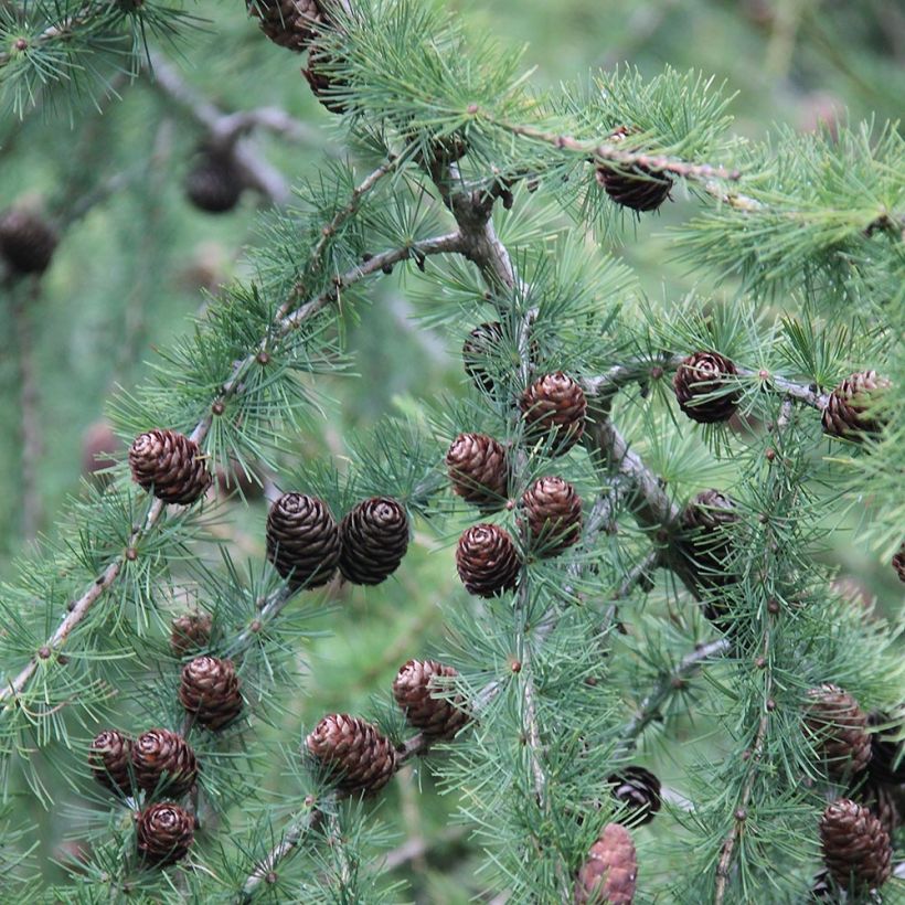 Larix decidua - Europese lariks (Oogst)