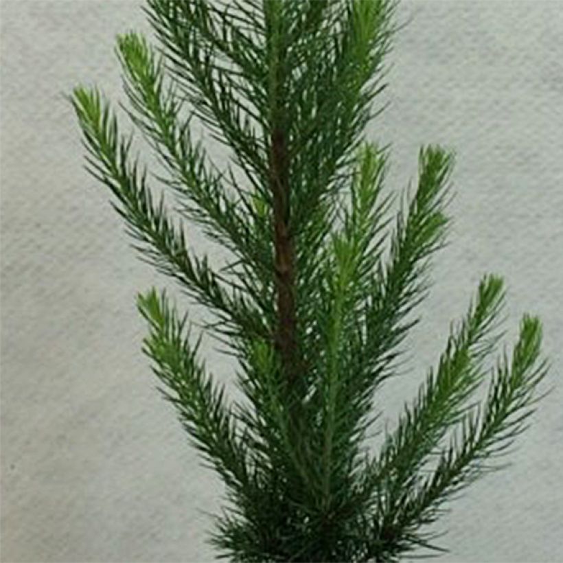 Larix kaempferi Jakobsens Pyramid - Japanse larix (Blad)