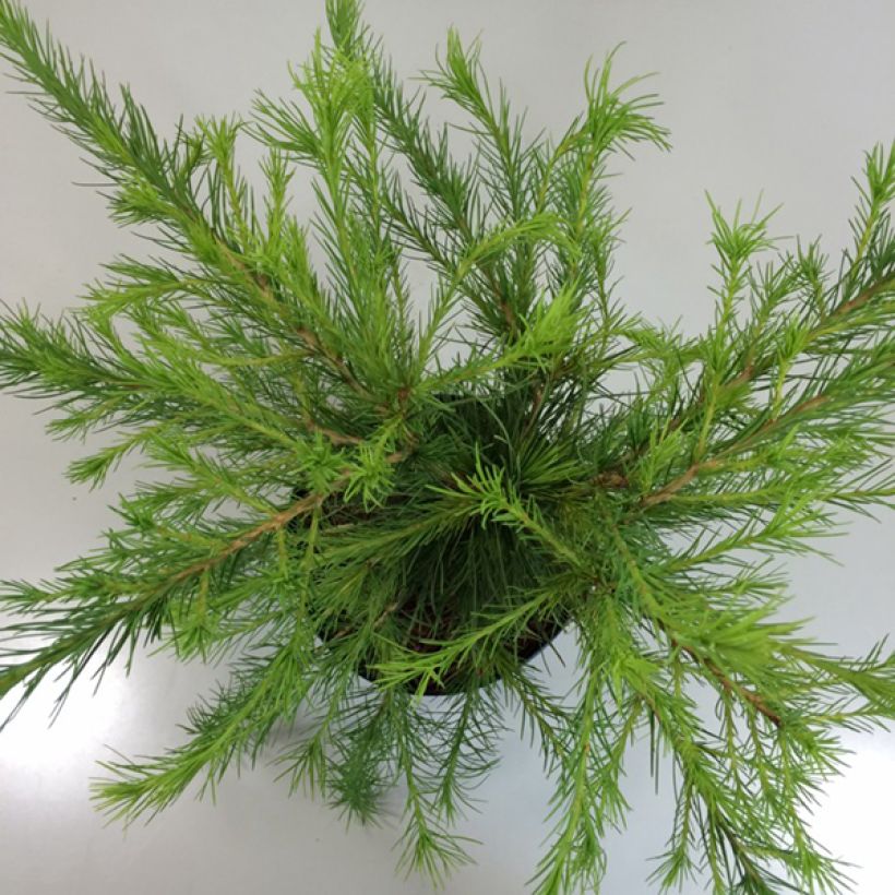 Larix laricina Arethusa Bog - Amerikaanse lariks (Foliage)