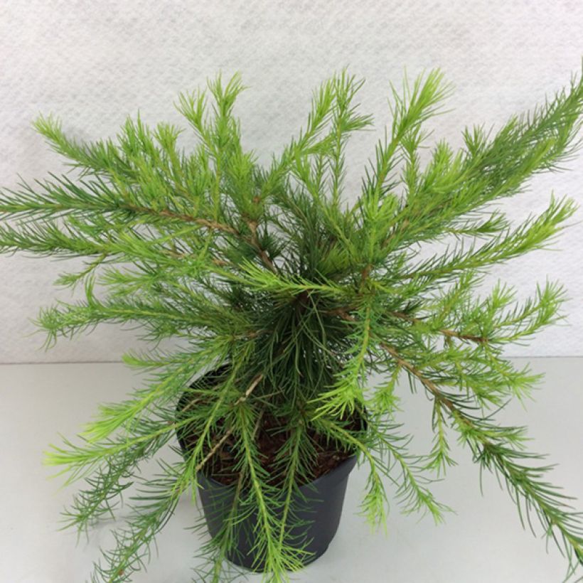 Larix laricina Arethusa Bog - Amerikaanse lariks (Plant habit)