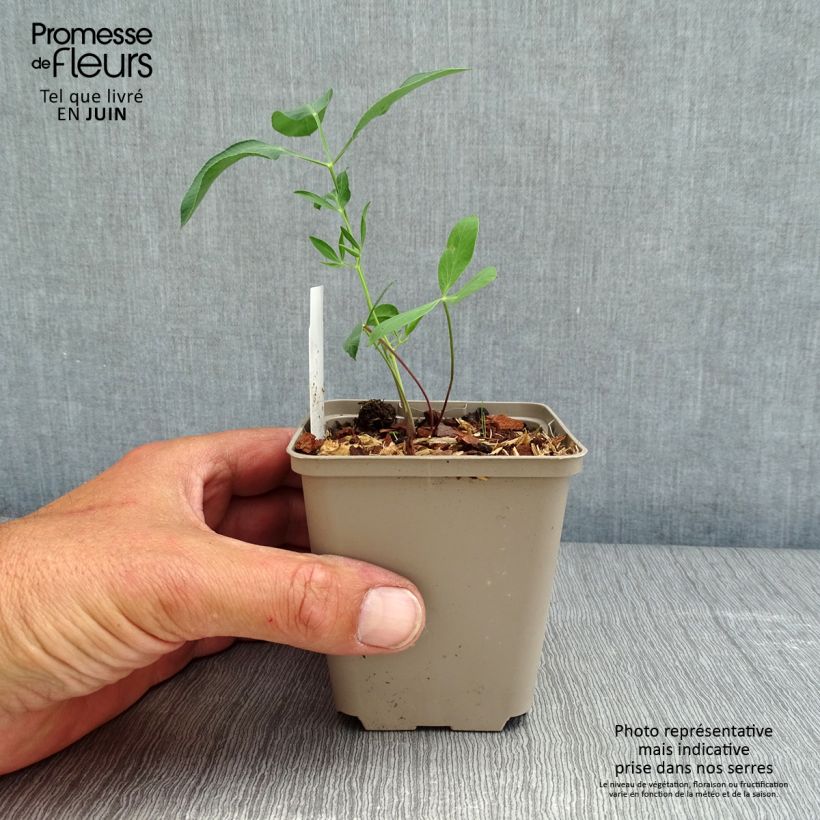 Exemplaar van Laserpitium siler - Bergkummel Kweekpotje van 8/9 cm zoals geleverd in de lente