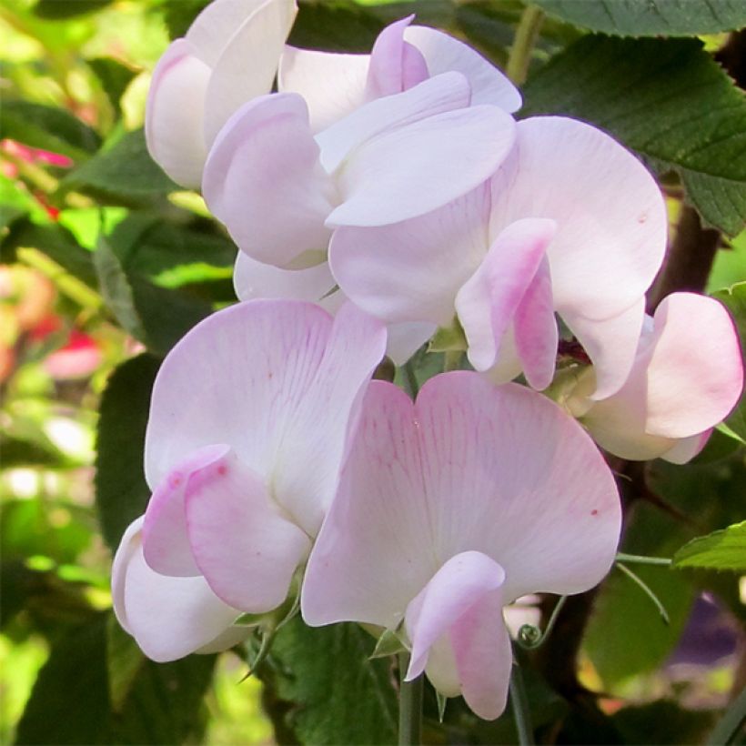 Lathyrus latifolius Roze Pearl - Wilde pronkerwt (Flowering)