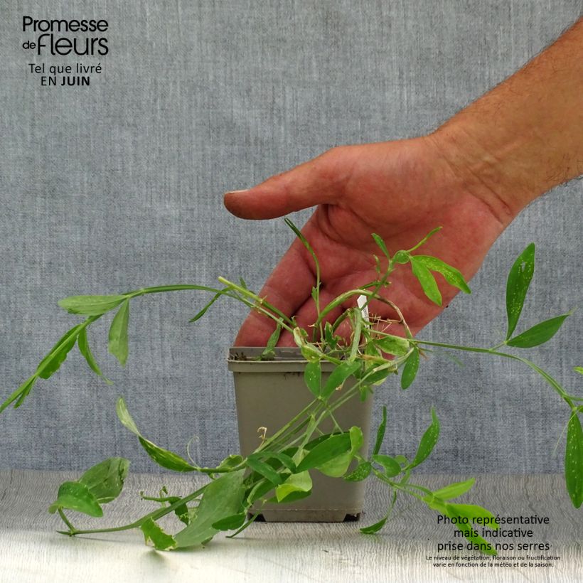 Exemplaar van Lathyrus latifolius Roze Pearl - Wilde pronkerwt Kweekpotje van 8/9 cm zoals geleverd in de zomer