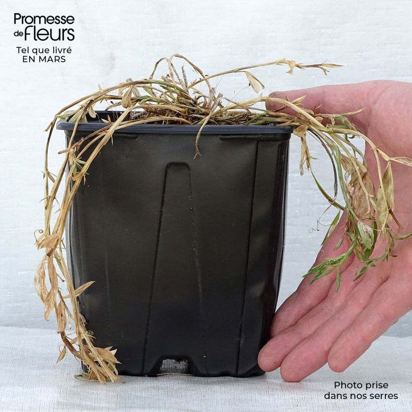 Example of Lathyrus latifolius Roze Pearl - Wilde pronkerwt Pot van 2 l/3 l as you get in printemps