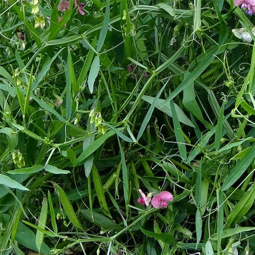 Lathyrus latifolius Rood Pearl - Wilde pronkerwt (Blad)