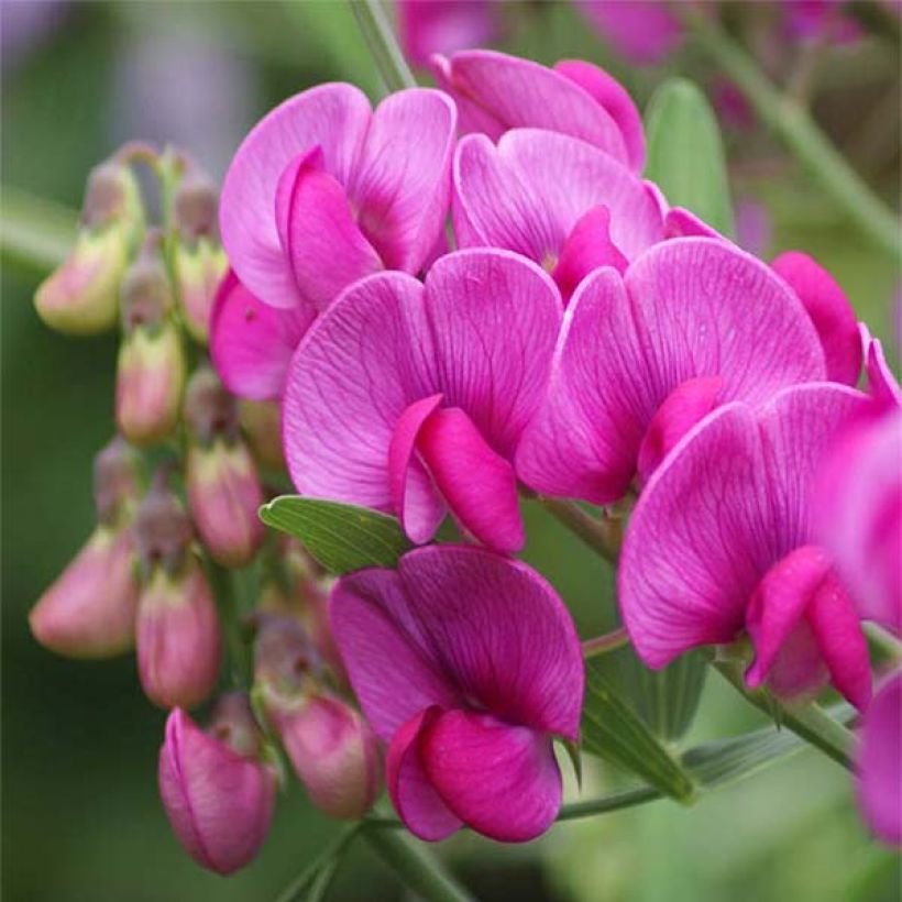 Lathyrus latifolius Rood Pearl - Wilde pronkerwt (Bloei)