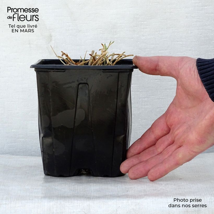 Exemplaar van Lathyrus latifolius Rood Pearl - Wilde pronkerwt Pot van 2 l/3 l zoals geleverd in de lente