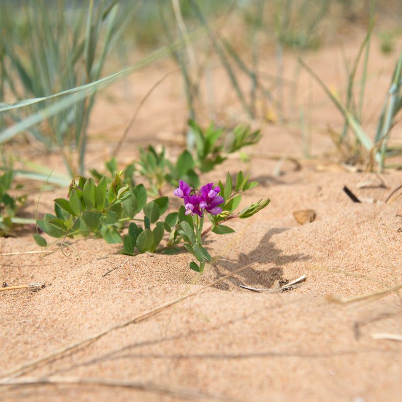 Lathyrus maritimus - Zeelathyrus (Groeiplaats)