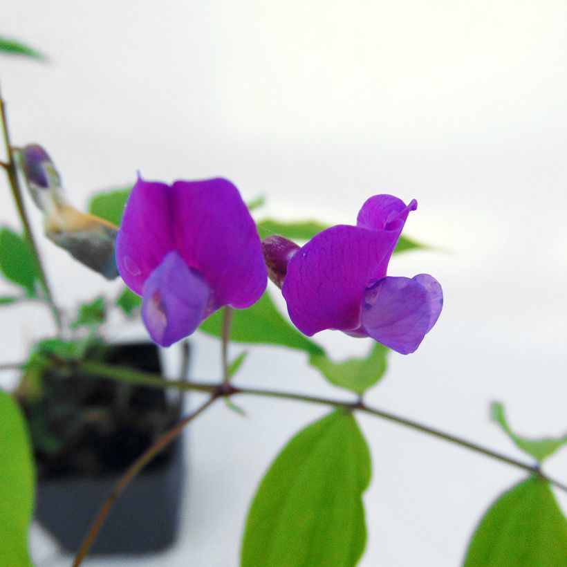 Lathyrus vernus - Voorjaarslathyrus (Bloei)