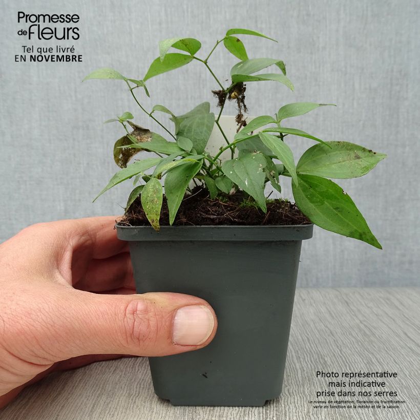 Exemplaar van Lathyrus vernus - Voorjaarslathyrus Kweekpotje van 8/9 cm zoals geleverd in de herfst