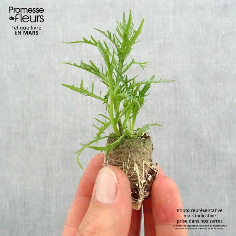 Exemplaar van Isotoma Patti's Pink - Laurentia Mini-mot Ø 3/4 cm zoals geleverd in de lente