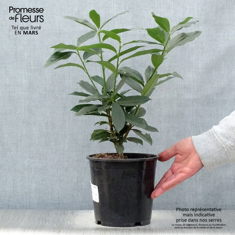 Example of Prunus laurocerasus Genolia - Laurierkers Pot van 3 l/4 l as you get in printemps
