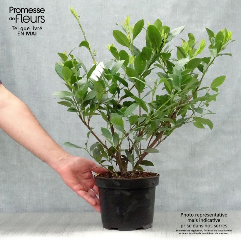 Example of Prunus laurocerasus Mano - Laurierkers Pot van 3 l/4 l as you get in printemps