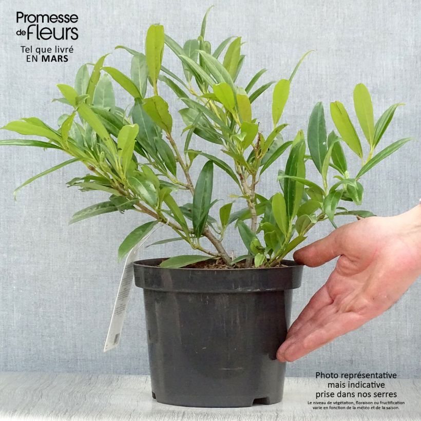 Exemplaar van Prunus laurocerasus Zabeliana - Laurierkers Pot van 2 l/3 l zoals geleverd in de lente