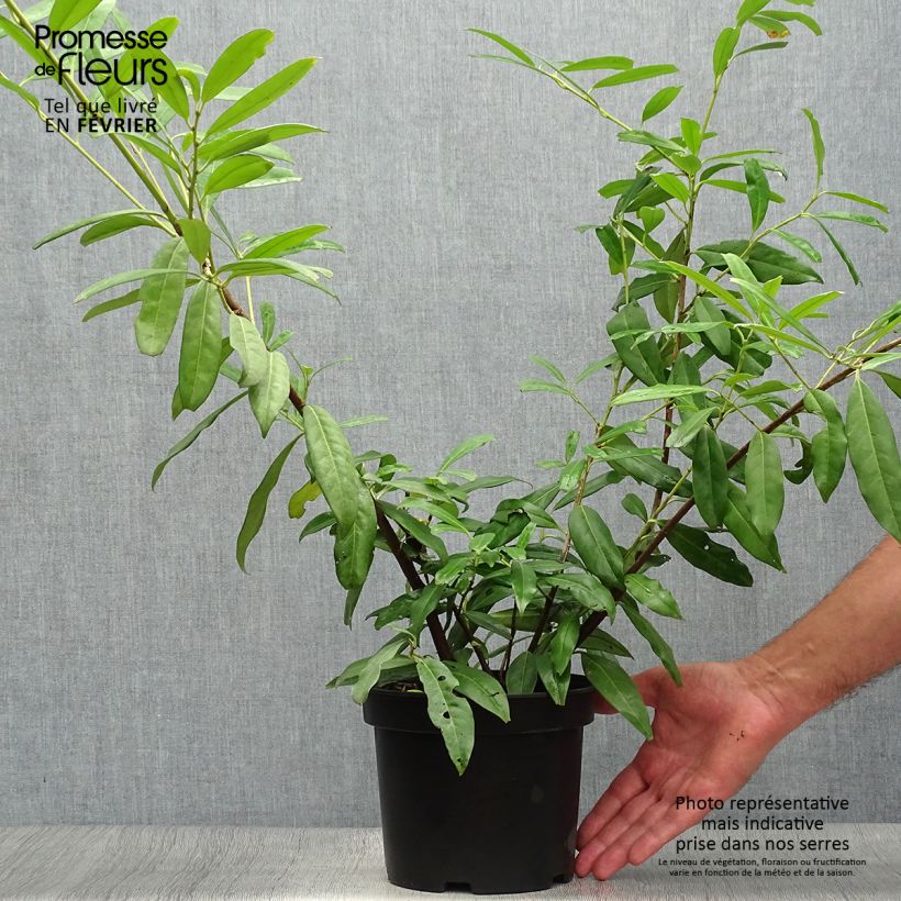 Exemplaar van Prunus laurocerasus Zabeliana - Laurierkers Pot van 4 l/5 l zoals geleverd in de herfst