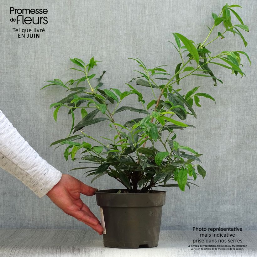 Exemplaar van Prunus laurocerasus Zabeliana - Laurierkers Pot van 4 l/5 l zoals geleverd in de zomer