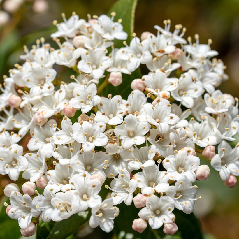Viburnum tinus Giganteum - Lauriersneeuwbal (Bloei)