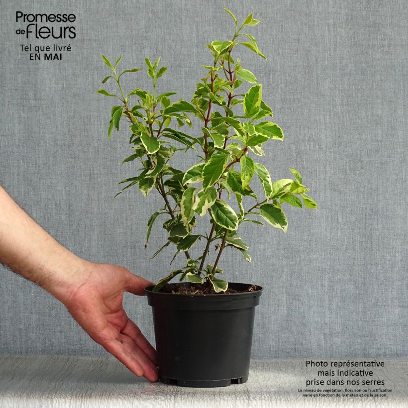 Exemplaar van Viburnum tinus Variegatum - Lauriersneeuwbal Pot van 2 l/3 l zoals geleverd in de lente