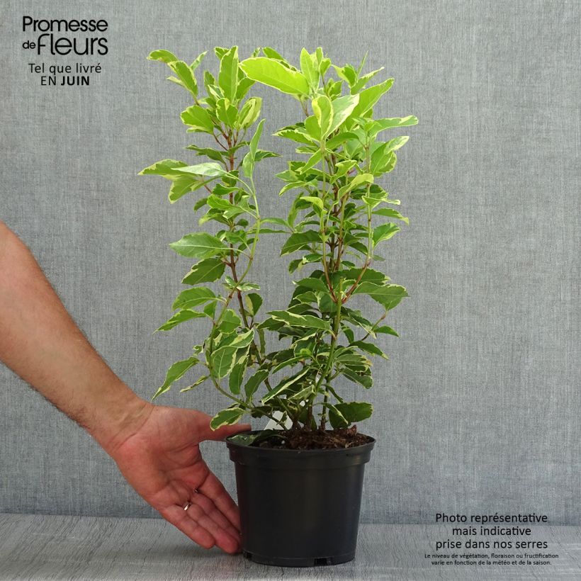Exemplaar van Viburnum tinus Variegatum - Lauriersneeuwbal Pot van 2 l/3 l zoals geleverd in de zomer