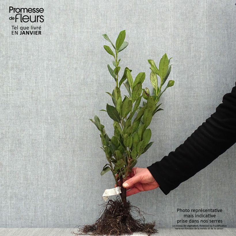 Exemplaar van Prunus laurocerasus Caucasica - Laurierkers Naakte wortel zoals geleverd in de winter