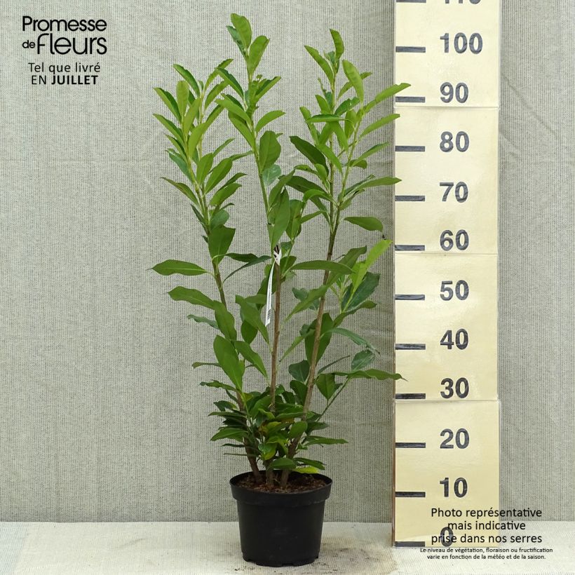 Exemplaar van Prunus laurocerasus Elly - Laurierkers Pot van 3 l/4 l zoals geleverd in de zomer
