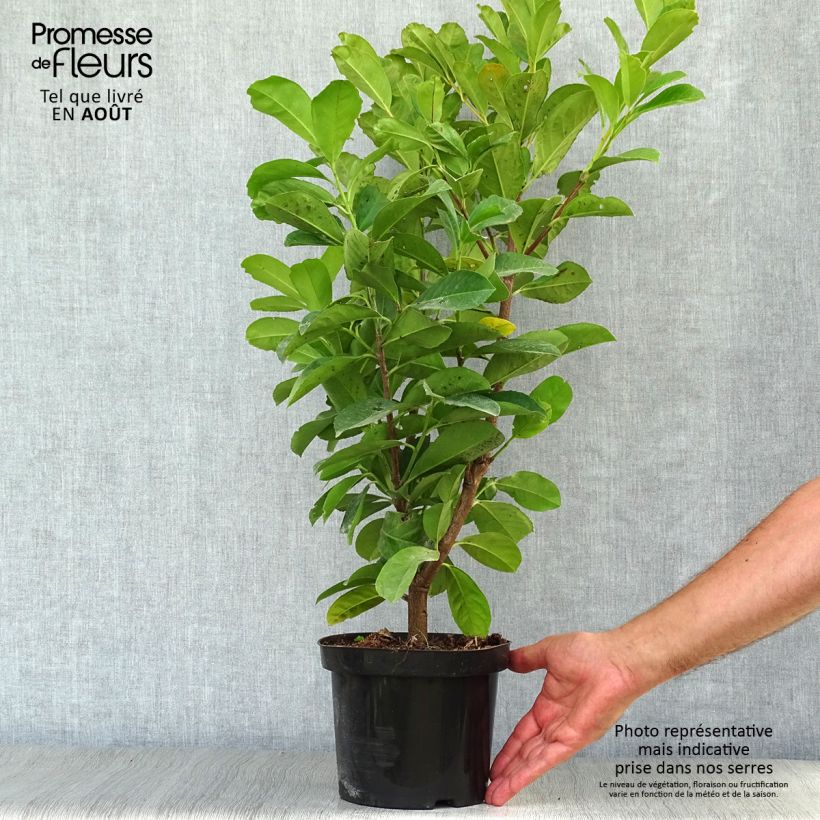 Exemplaar van Prunus laurocerasus Etna - Laurierkers Pot van 2 l/3 l zoals geleverd in de zomer
