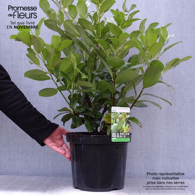 Exemplaar van Prunus laurocerasus Etna - Laurierkers Pot van 4 l/5 l zoals geleverd in de herfst