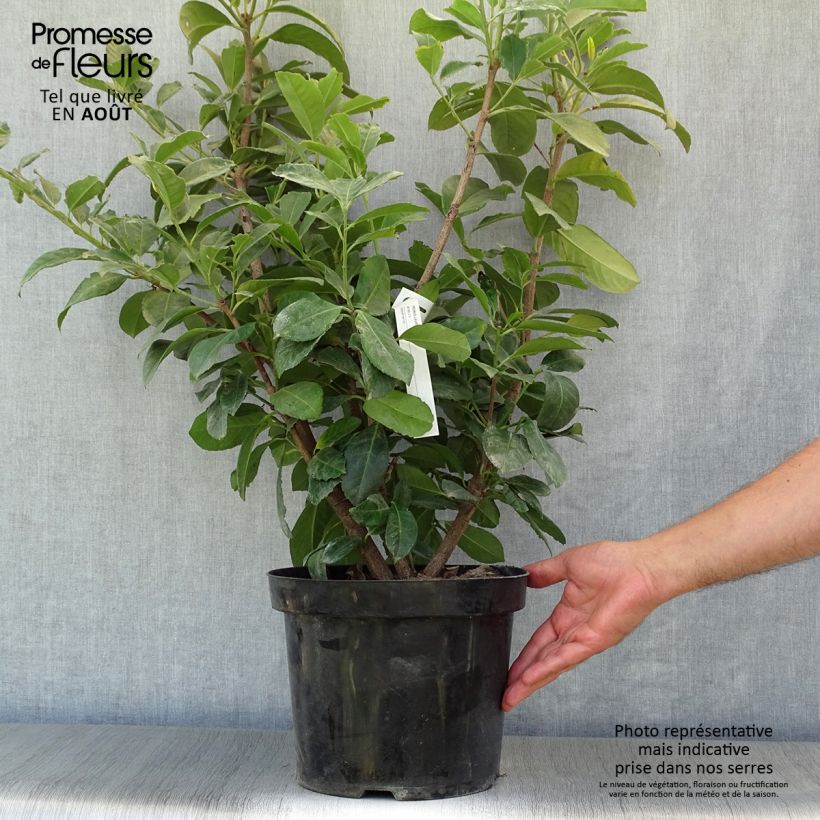 Exemplaar van Prunus laurocerasus Etna - Laurierkers Pot van 4 l/5 l zoals geleverd in de zomer