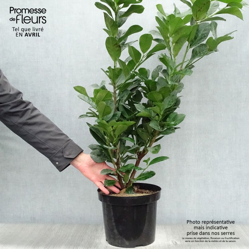 Exemplaar van Prunus laurocerasus Etna - Laurierkers Pot van 4 l/5 l zoals geleverd in de lente