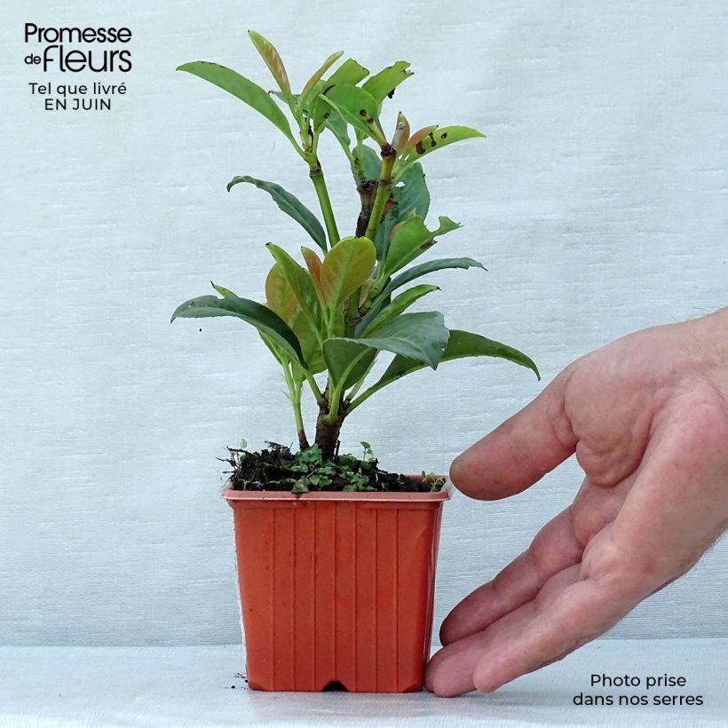 Exemplaar van Prunus laurocerasus Etna - Laurierkers Kweekpotje van 8/9 cm zoals geleverd in de zomer