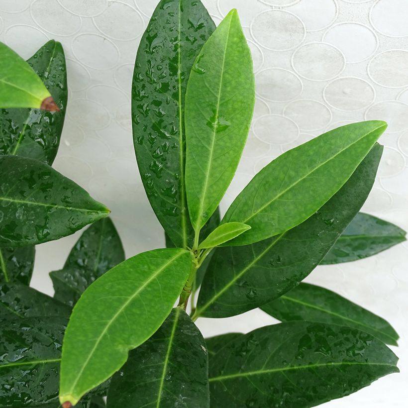 Prunus laurocerasus Herbergii - Laurierkers (Blad)