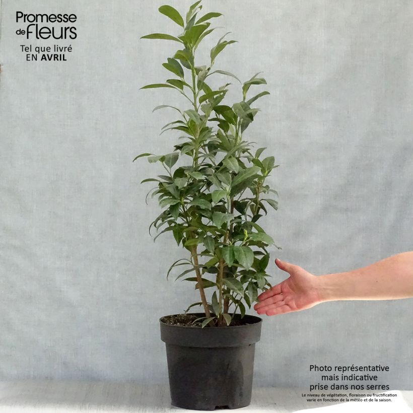 Exemplaar van Prunus laurocerasus Herbergii - Laurierkers Pot van 7,5 l/10 l zoals geleverd in de lente