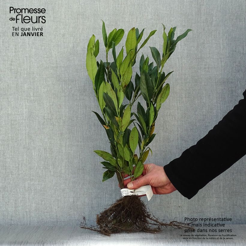 Exemplaar van Prunus laurocerasus Herbergii - Laurierkers Naakte wortel zoals geleverd in de winter