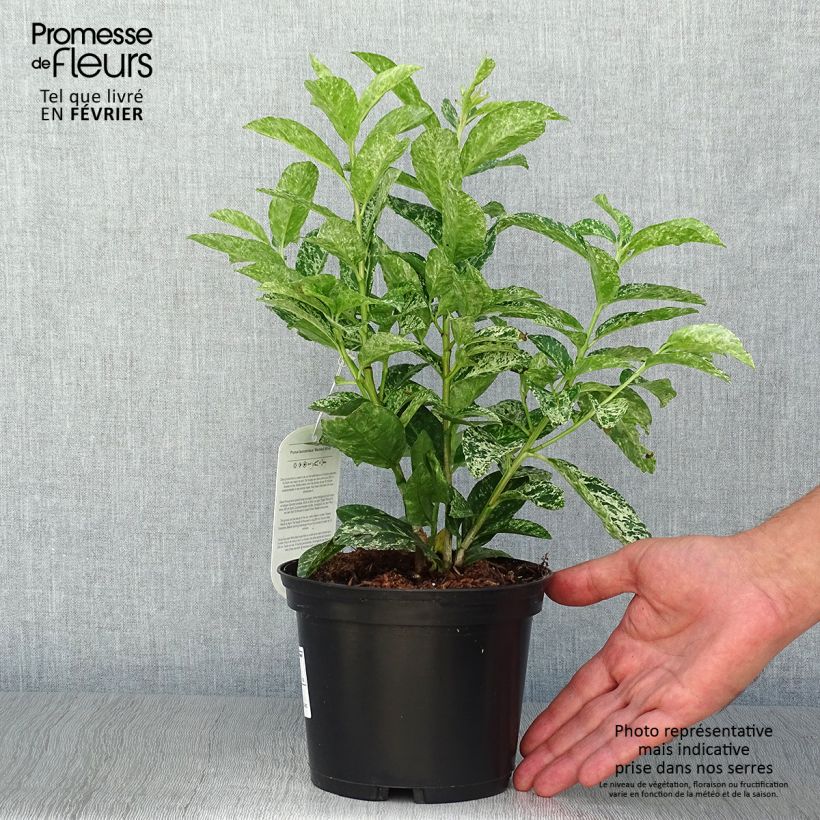 Exemplaar van Prunus laurocerasus Marbled White - Laurierkers Pot van 2 l/3 l zoals geleverd in de herfst