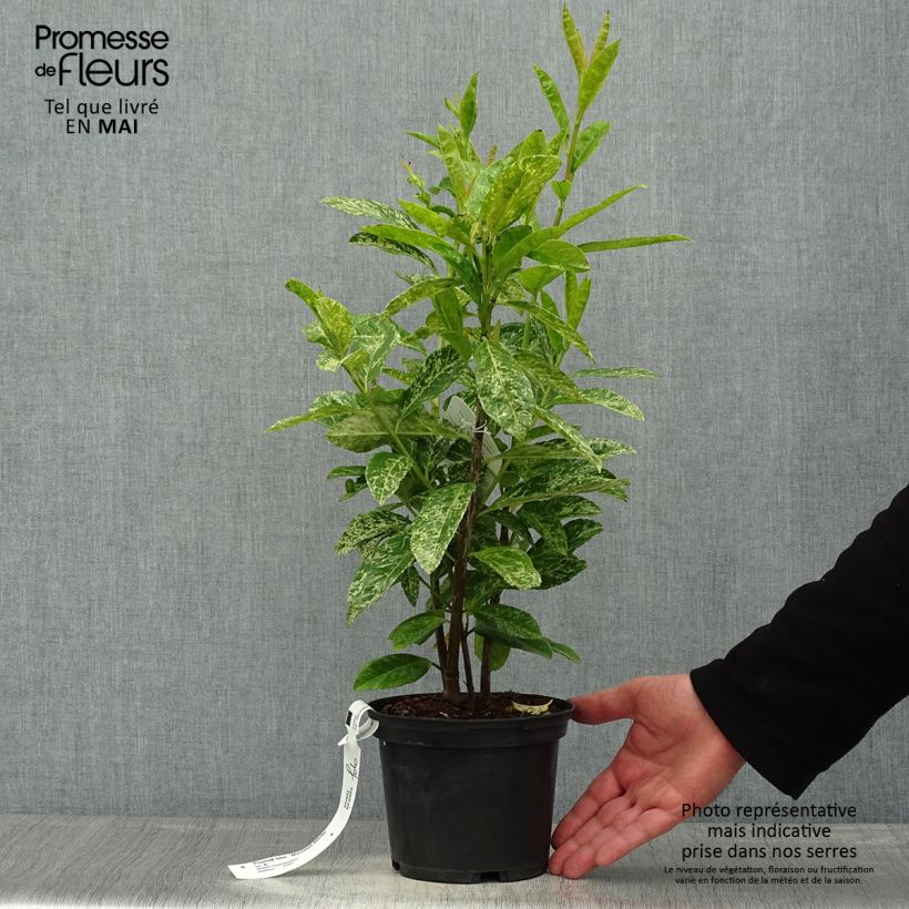 Example of Prunus laurocerasus Marbled White - Laurierkers Pot van 2 l/3 l as you get in printemps