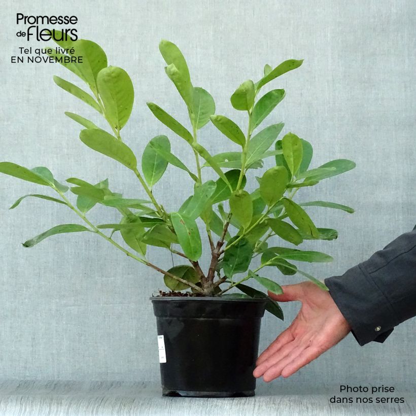Exemplaar van Prunus laurocerasus Novita - Laurierkers Pot van 2 l/3 l zoals geleverd in de herfst