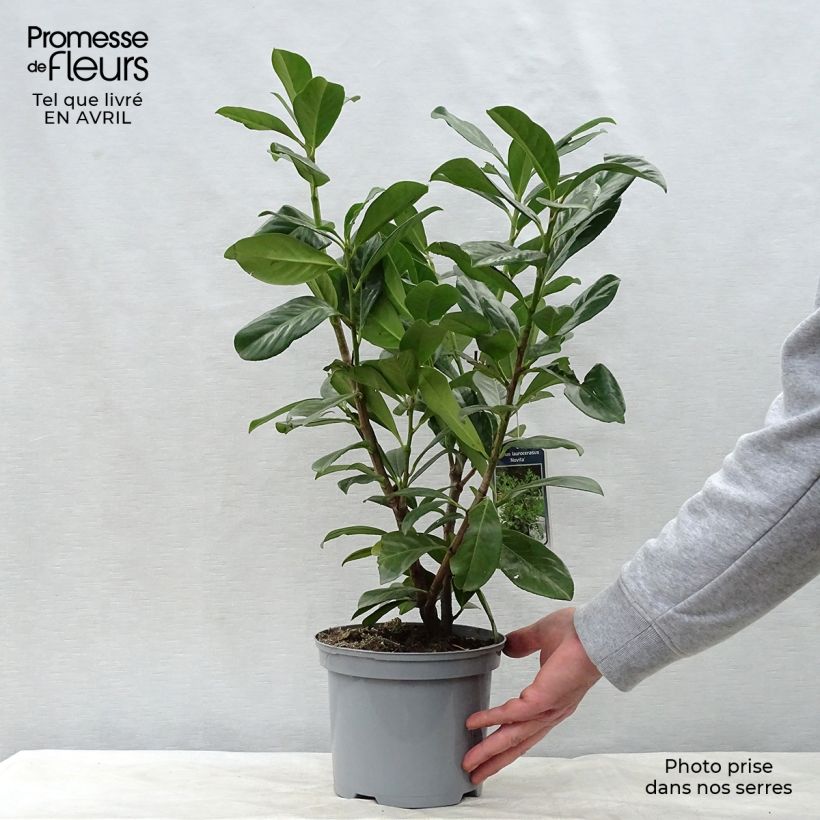 Exemplaar van Prunus laurocerasus Novita - Laurierkers Pot van 2 l/3 l zoals geleverd in de lente
