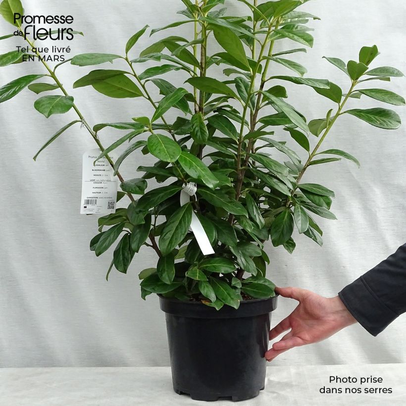 Exemplaar van Prunus laurocerasus Novita - Laurierkers Pot van 7,5 l/10 l zoals geleverd in de lente