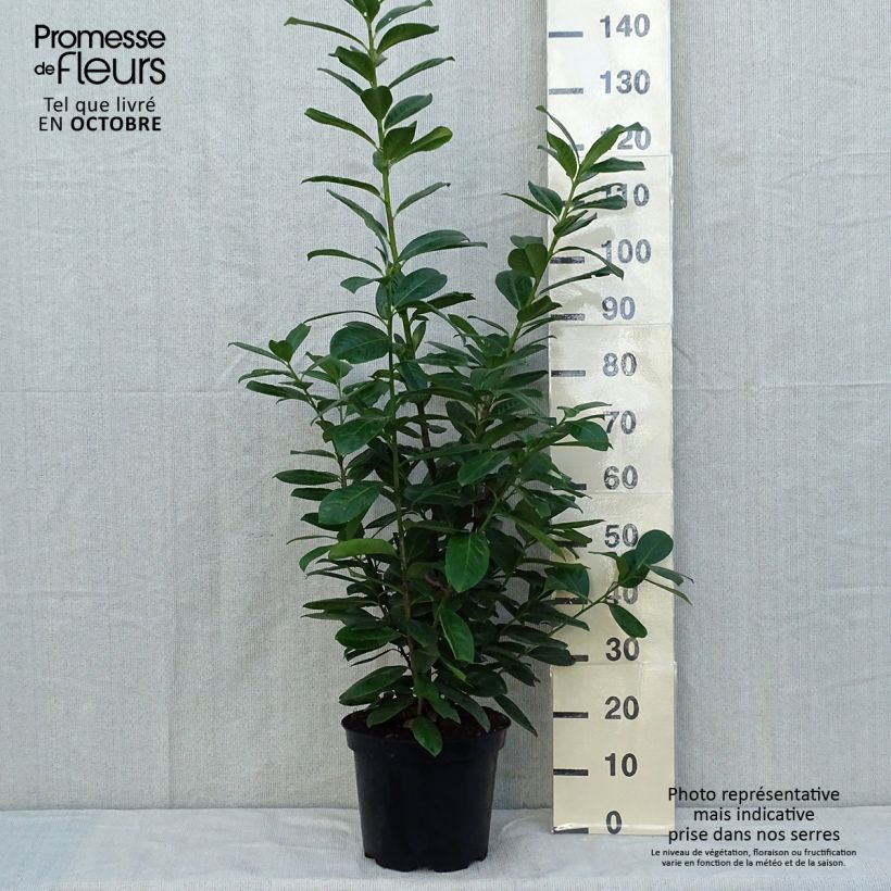 Exemplaar van Prunus laurocerasus Novita - Laurierkers Pot van 7,5 l/10 l zoals geleverd in de herfst