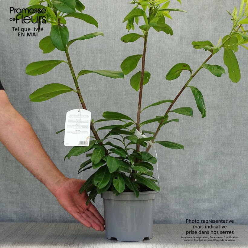 Exemplaar van Prunus laurocerasus Novita - Laurierkers Pot van 4 l/5 l zoals geleverd in de lente
