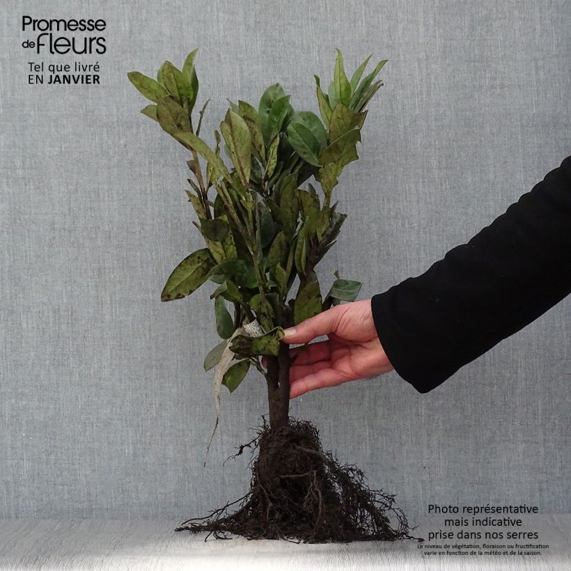 Exemplaar van Prunus laurocerasus Novita - Laurierkers Naakte wortel zoals geleverd in de winter