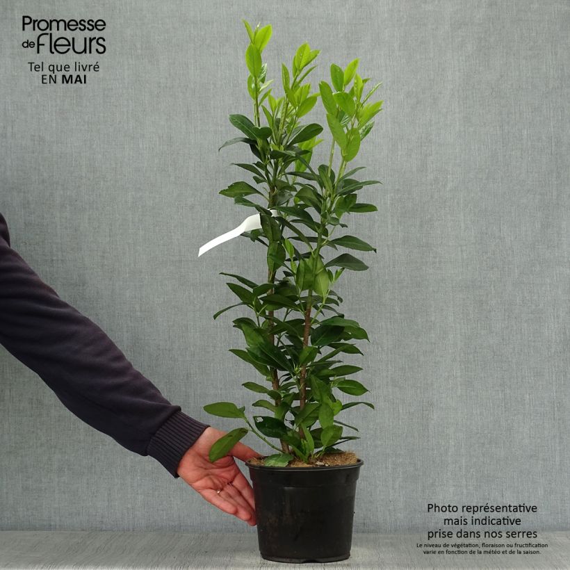 Example of Prunus laurocerasus Obelisk - Laurierkers Pot van 2 l/3 l as you get in printemps