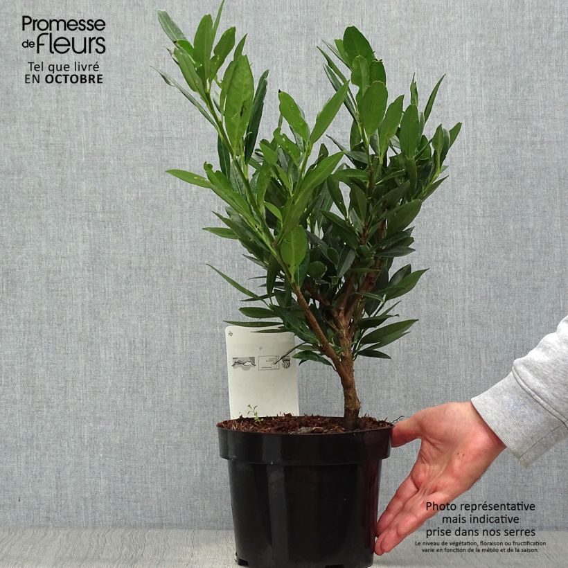Exemplaar van Prunus laurocerasus Otto Luyken - Laurierkers Pot van 2 l/3 l zoals geleverd in de herfst