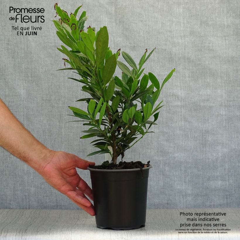 Exemplaar van Prunus laurocerasus Otto Luyken - Laurierkers Pot van 2 l/3 l zoals geleverd in de zomer