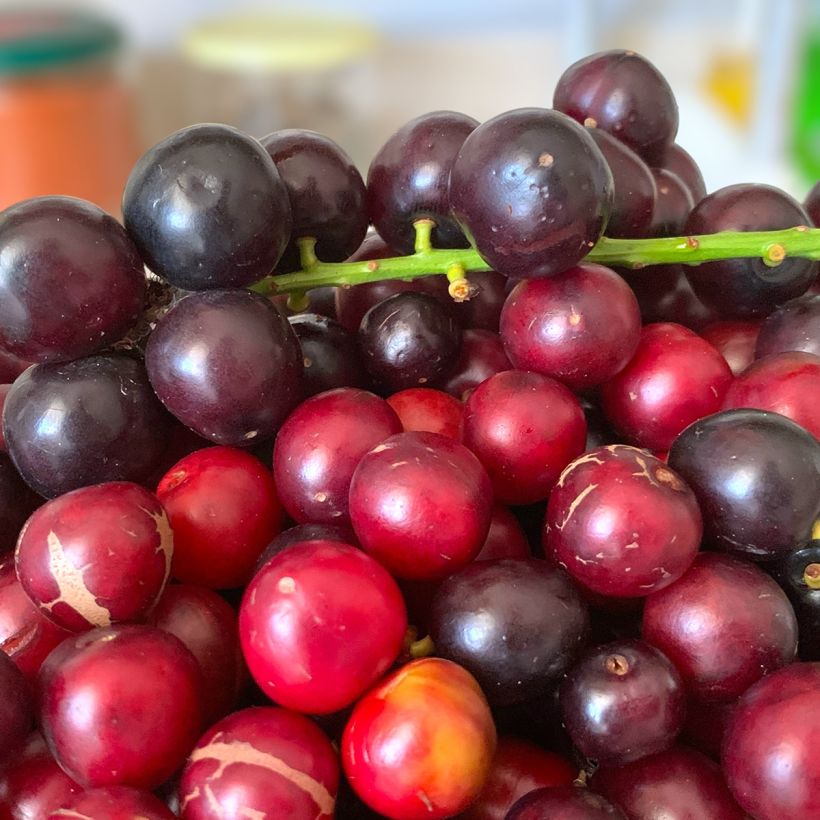 Prunus laurocerasus Otto Luyken - Laurierkers (Oogst)