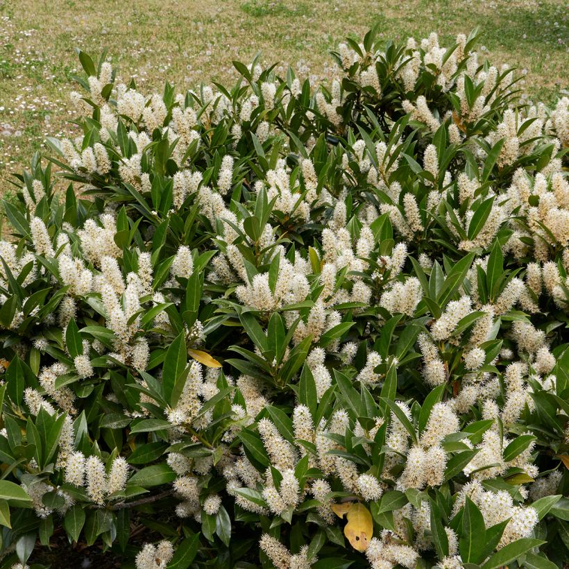 Prunus laurocerasus Otto Luyken - Laurierkers (Groeiplaats)