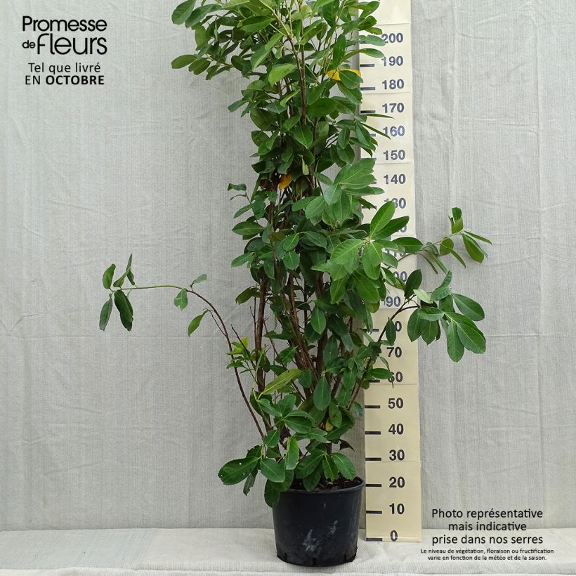 Exemplaar van Prunus laurocerasus Rotundifolia - Laurierkers Pot van 12 l/15 l zoals geleverd in de herfst